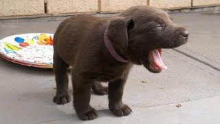 Cute Puppies Howling  GUARANTEED TO MAKE YOUR DOG HOWL 2018 [upl. by Nnaihs]