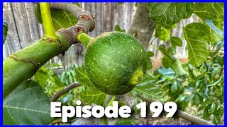 What to Do  Garden Overgrowth Problems Ep 199 [upl. by Nivlad]