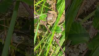 A Common or Viviparous Lizard sunning itself in the undergrowth [upl. by Annatnom]