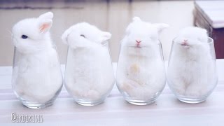 Baby Bunnies In Cups [upl. by Leraj698]