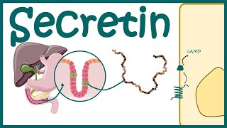 Secretin  Productiondiscovery and mode of action [upl. by Tavie]