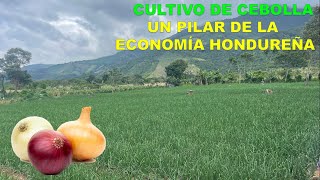 El Cultivo de Cebolla y su aporte a la Economía de Honduras [upl. by Legnaleugim]