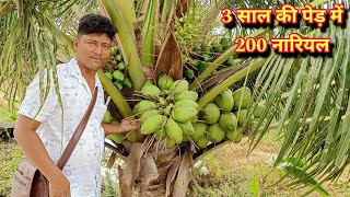 Thai Green Dwarf Coconut Farming Vietnam coconut farmingGangabardhan Coconut PlantCoconut Nursery [upl. by Aihceyt51]