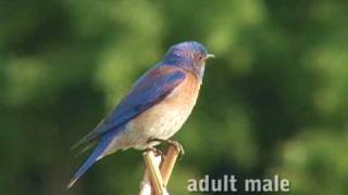 Western Bluebird [upl. by Korfonta]