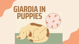 GIARDIA IN PUPPIES EVERYTHING YOULL NEED TO KNOW  Dog Breeder Recommendations Giardia doglover [upl. by Finlay]