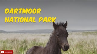 Dont Miss Dartmoor National Park In Devon England [upl. by Fahland]