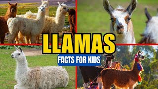 All About Llamas  Facts for Kids [upl. by Amatruda]