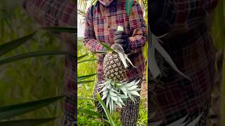 Eating Pineapple in the garden shorts fruit pineapple fruitcutting [upl. by Riti]