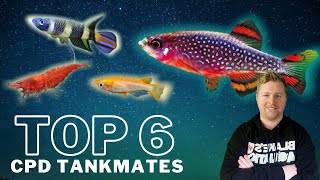 Top 6 Tankmates for Celestial Pearl Danios  Galaxy Rasboras [upl. by Montford]