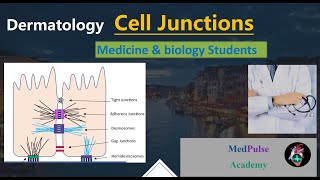 Cell Junctions Physiology 6 Important typescell junctions cell junctions physiology [upl. by Leavy]