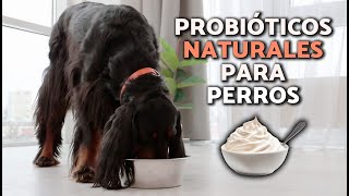 ¿Cuáles son los MEJORES PROBIÓTICOS para PERROS 🧫🐕 BENEFICIOS y PARA QUÉ SIRVEN [upl. by Anelaf]