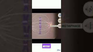 Mitosis  Cell Division different stages under Microscope biology neet agriculture genetics [upl. by Eerased]