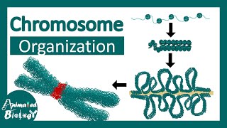 Chromosome structure  Chromatin organization  3D chromatin  levels of organization in chromosomes [upl. by Carvey848]