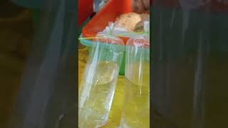 Live artemia culture Brine shrimp [upl. by Anoli]