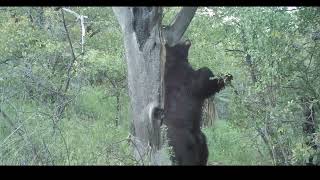 A busy black bear trail [upl. by Acissev]