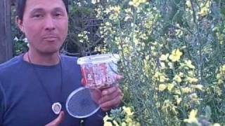 3 Tips to Ensure LadyBugs Stay in Your Garden after Release [upl. by Woodson]