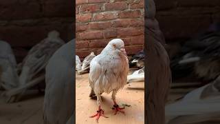 Pet house ko chod ke hamare pets kahi or jane wale hai minivlog shorts kabootar pet cat dog [upl. by Andrews194]