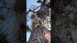 V the Shy Squirrel does actual Squirreling animals amazing friends feed stunt crazy action 1 [upl. by Lilah]