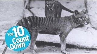 Top 10 Extinct Animals [upl. by Anoyek]