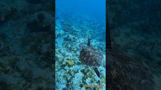 Jump into the blue⬇️🐠🐬 Sal Island  Cape Verde  Catamaran Sodade [upl. by Jarrell]