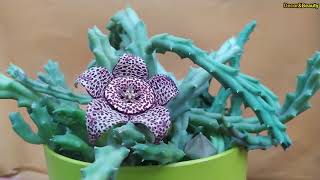 Stapelia variegataOrbea variegataCactus étoile de mer [upl. by Acinomad903]