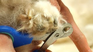 Grooming Guide  How to cut dog nails [upl. by Reifel]