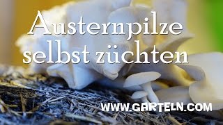 Austernpilze selbst züchten Pleurotus ostreatus [upl. by Aala]