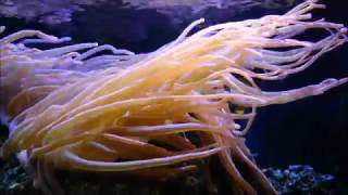 Anthozoa flowers of the sea  corals sea anemones documentary HD [upl. by Attiuqehs]