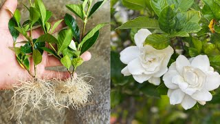 Grow Gardenia plant From Cuttings Faster way [upl. by Backer504]