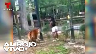 Mujer que intentó tocar a un tigre en un zoológico de Nueva Jersey ya fue identificada [upl. by Auod616]