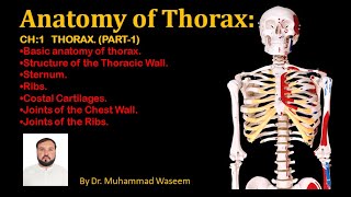 Anatomy of thorax Part1 [upl. by Andras]