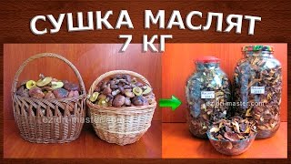 Как сушить маслята в электросушилке [upl. by Henig824]