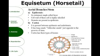 Equisetum  Anatomy  Reproduction  Detailed Overview [upl. by Krik]