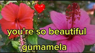 THE BEAUTIFUL GUMAMELA FLOWERS [upl. by Sinnod957]