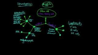 Lesson Hematopoiesis [upl. by Fortin]