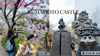 JAPAN VLOG 🌸 cherry blossoms at kumamoto castle Sakuranobaba josaien kumamon and kumamoto tram [upl. by Aiuqcaj732]