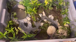 How to make a miniature forest for a dwarf hedgehog  Thai Hedgehog [upl. by Enirehtakyram]