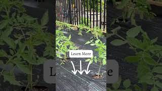 Raised Bed Gardening for Beginners [upl. by Ethban]