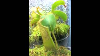 Nepenthes Time Lapse [upl. by Ettesel]