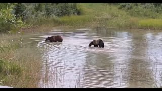 Grizzly 399 and Cub Spirit crossing pond in Jackson area [upl. by Ayotak641]