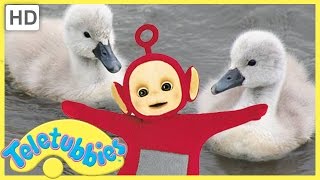 ★Teletubbies English Episodes★ Cygnets ★ Full Episode  HD S07E161 [upl. by Elconin]