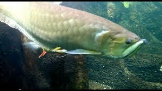 Arowana  Tropical Aquarium with Giant Arowana and Butterfly Peacock Bass [upl. by Lehcor]