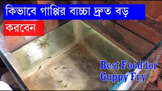 খুব দ্রুত গাপ্পির বাচ্চা বড় করুণ  Guppy Fry Take care  Best food for Guppy Fry [upl. by Cock]