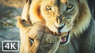 Lions Mating in the Kalahari Desert  4K African animals and wildlife [upl. by Oir]