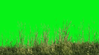 Top 12 Grass green screen animations effects HD footage  chroma key grass effects  by Crazy Editor [upl. by Aimik]