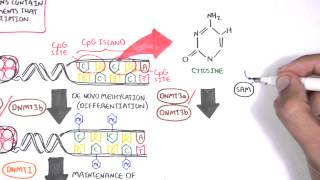 DNA Methylation and Cancer [upl. by Ahsikar286]