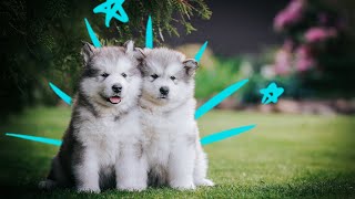 The Significance of Understanding Your Dog Breed Standard [upl. by Wesle663]