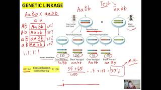 Genetics Unit Gene Linkage Recombination Frequency and Application of Chi Square test [upl. by Nuhsal]