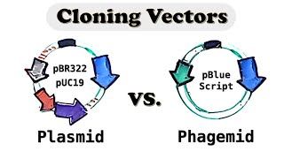 Plasmid and Phagemid cloning vector  Selectable vs Screening marker [upl. by Cathey]