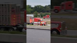 Cattle Hauler in PA shorts trucks peterbilt [upl. by Nylirrehs]